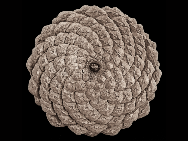 Fibonacci - Pigna