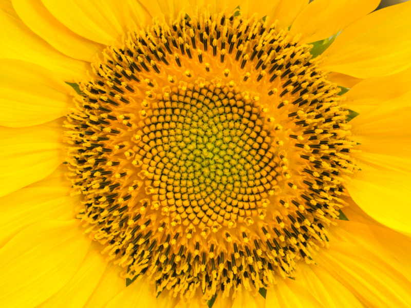 Fibonacci - Girasole