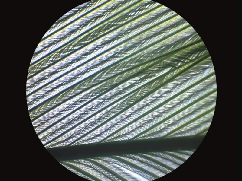 Campione al microscopio