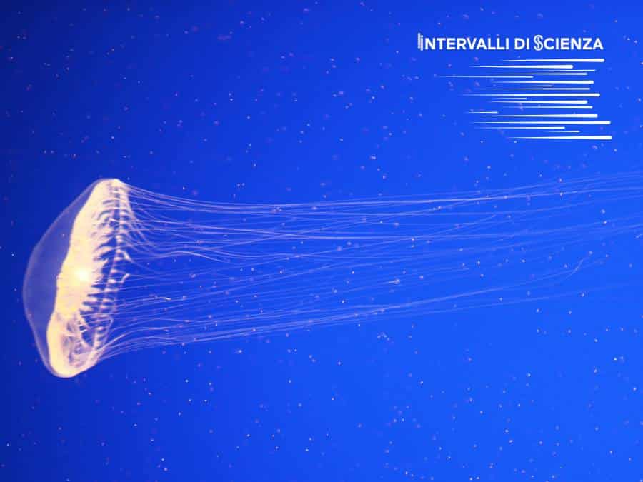 Bioluminescenza: Aequorea Victoria