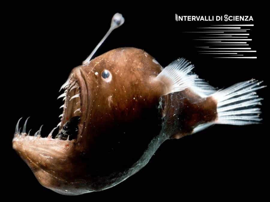 Un melanoceto degli abissi