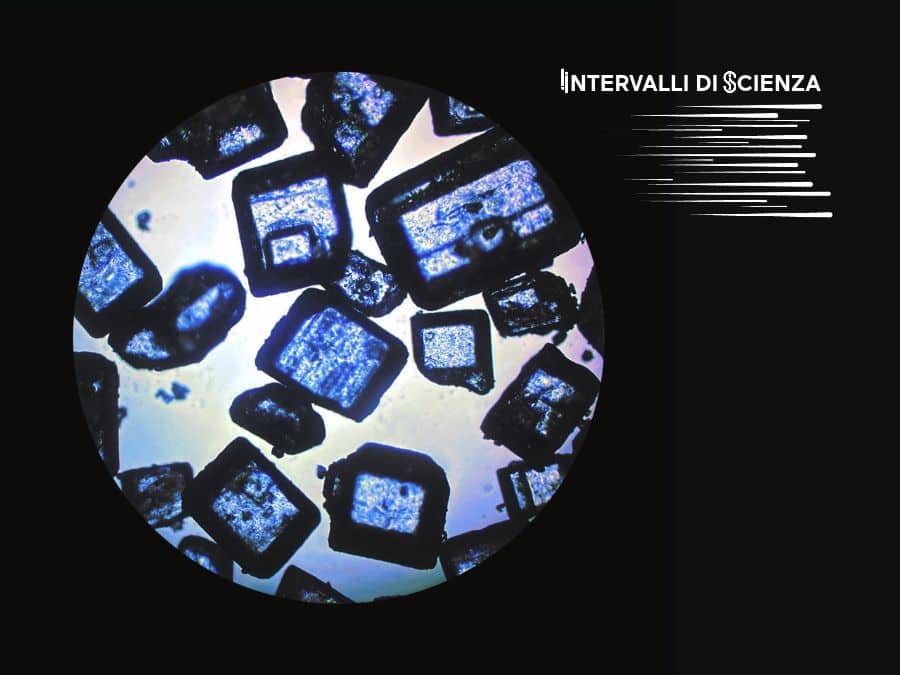 Un'immagine al microscopio